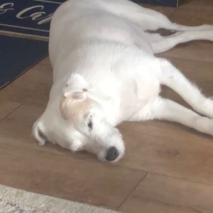 Meet your Posher, Robin